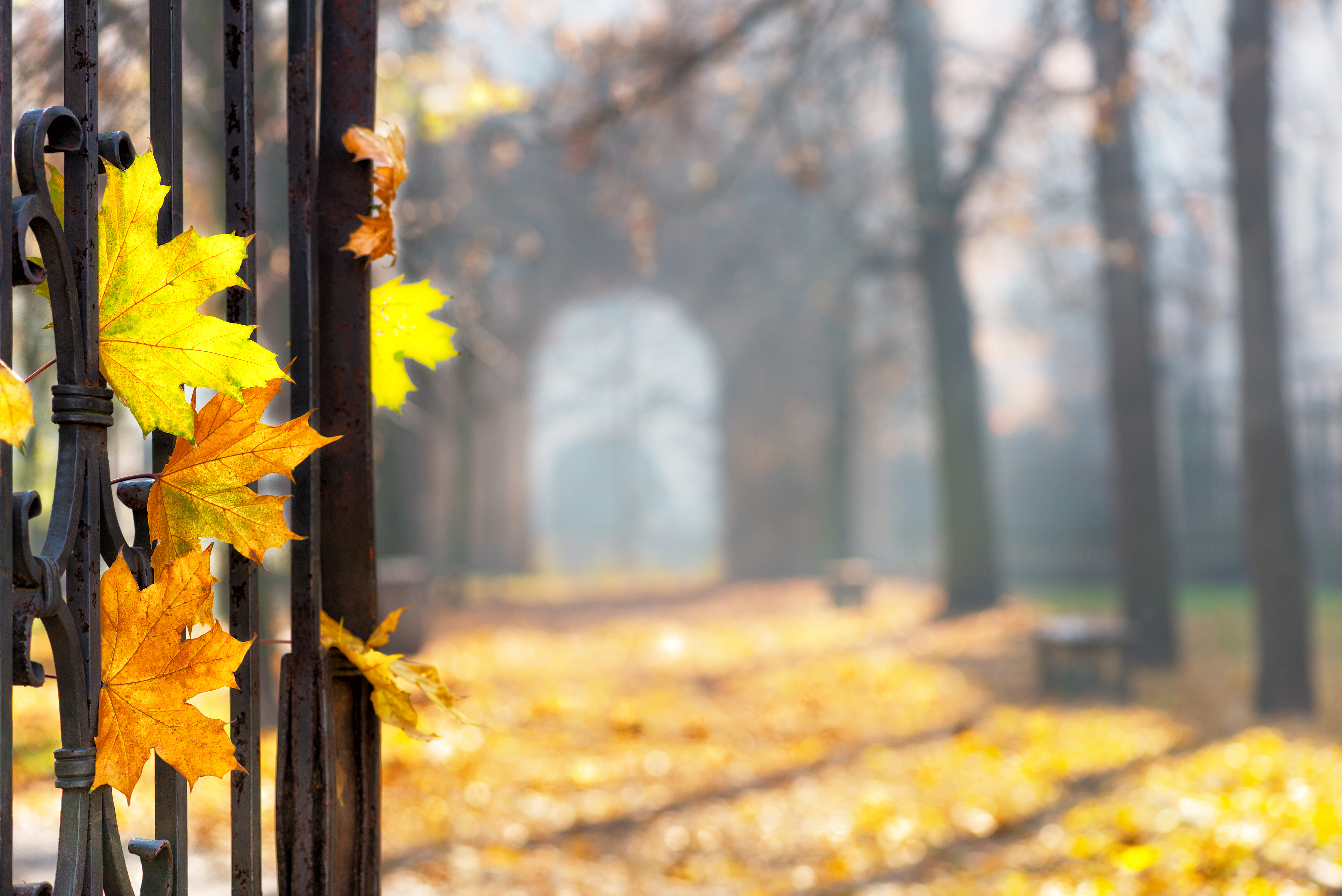 autumn colonade with a gateway and yellow blades