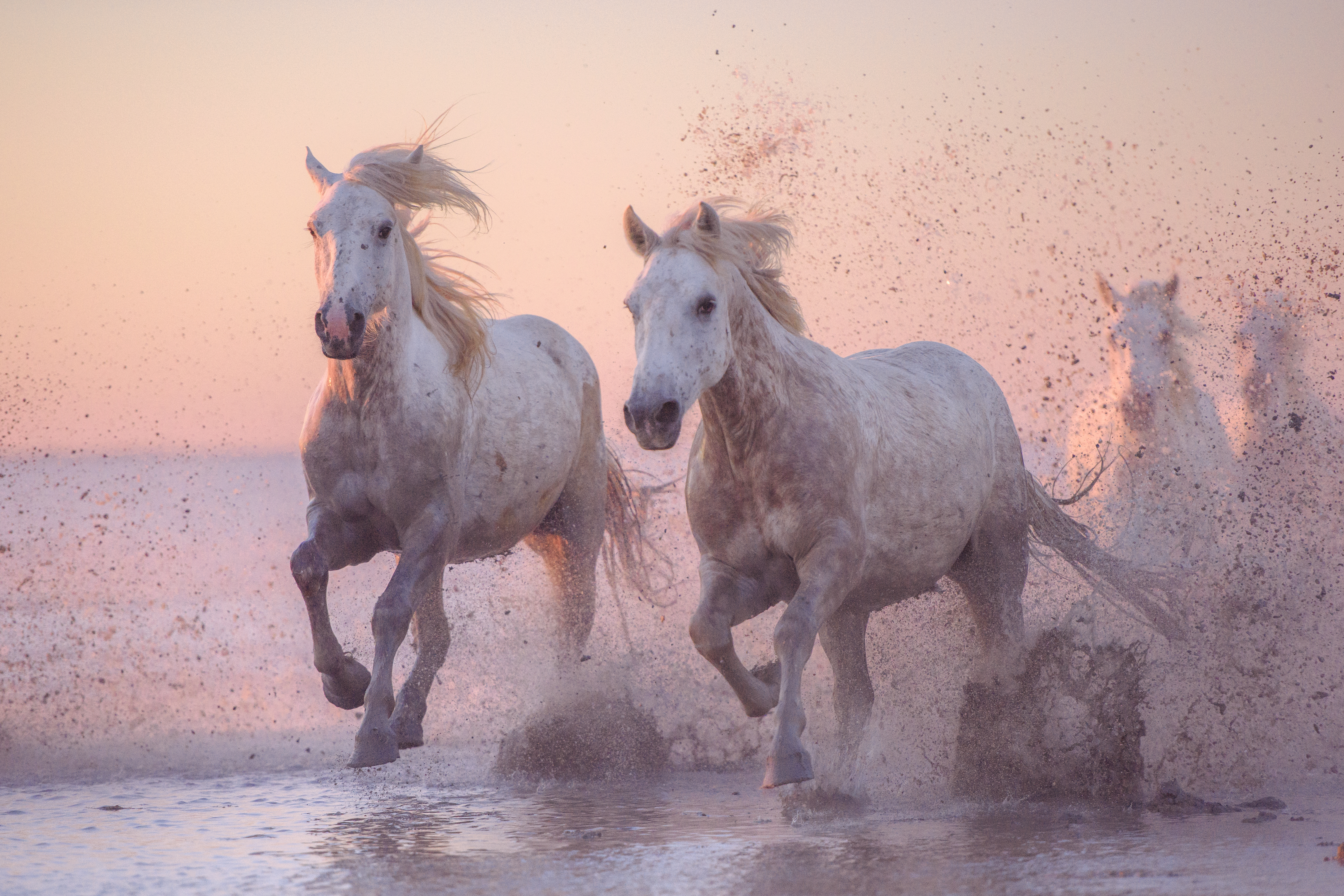 Beautiful white horses running on the water, Parc Regional de Camargue