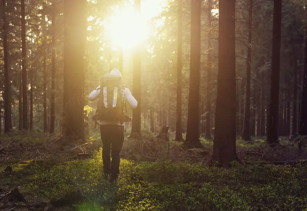 Forest Sunset with hiker