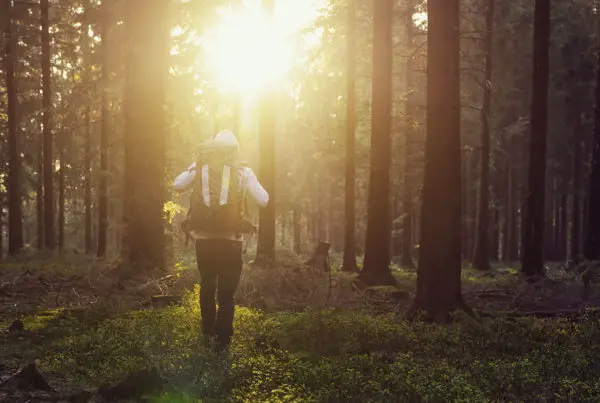 Forest Sunset with hiker