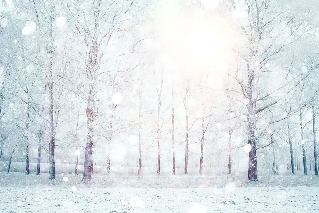 white wood covered with frost frosty landscape