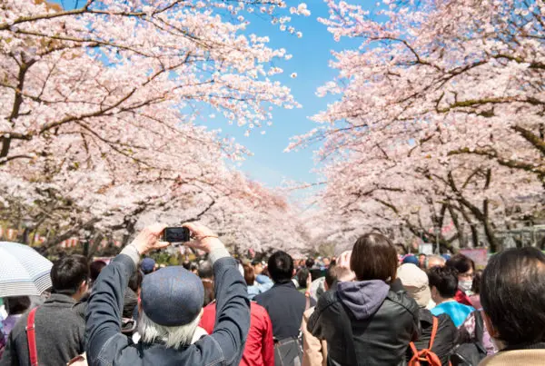 Japan Cherry Blossom Crowded