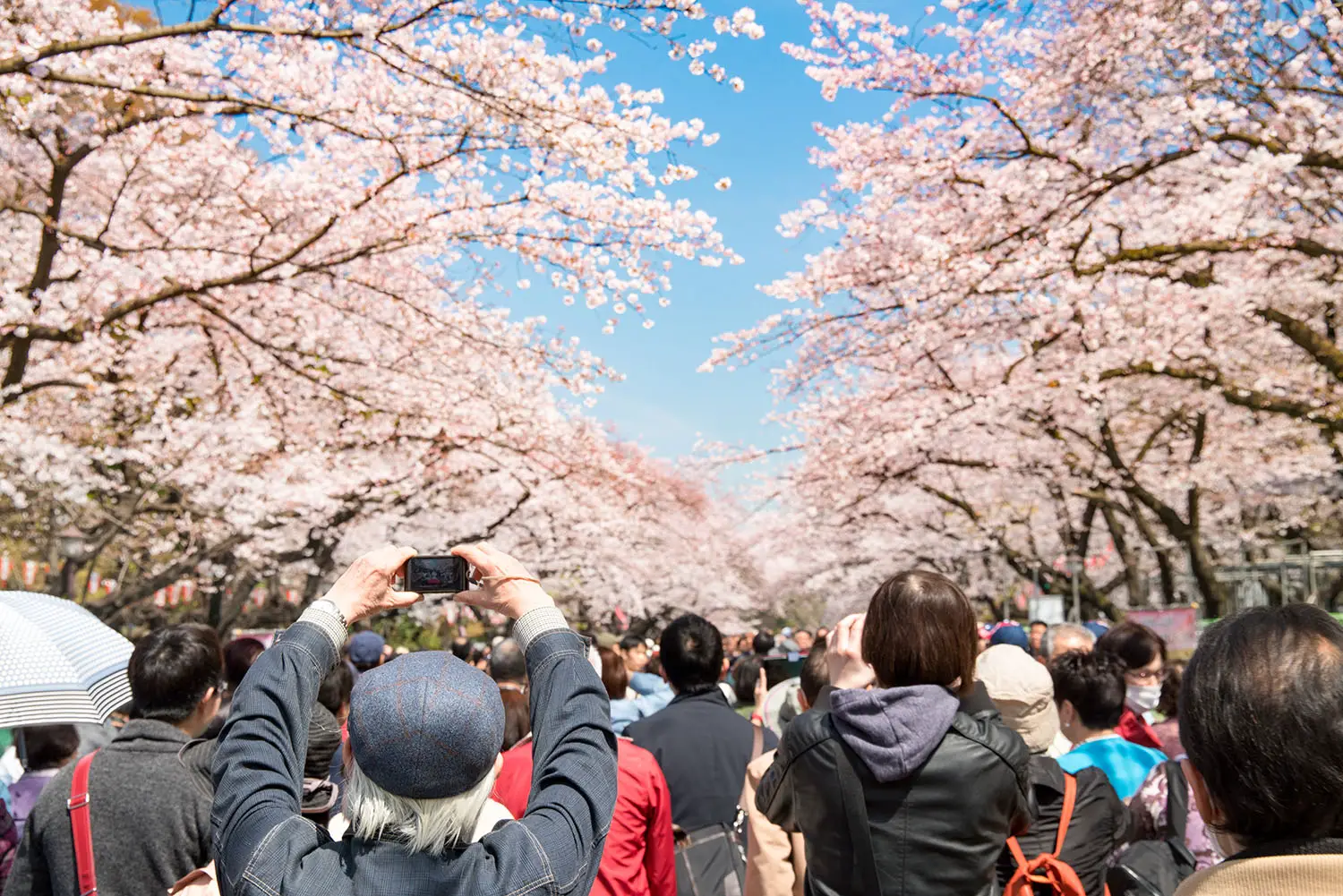 Japan Cherry Blossom Crowded