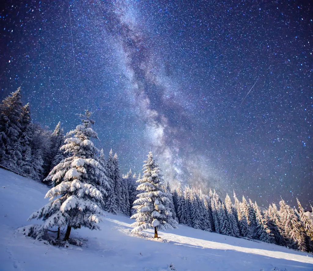 forest with milkyway